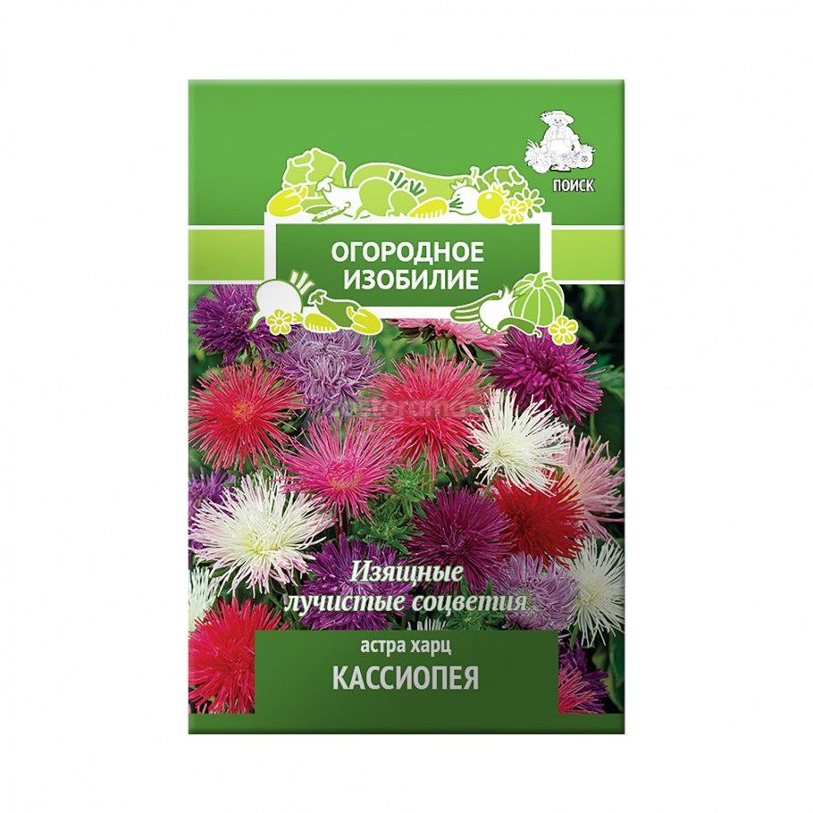 Астра харц Кассиопея