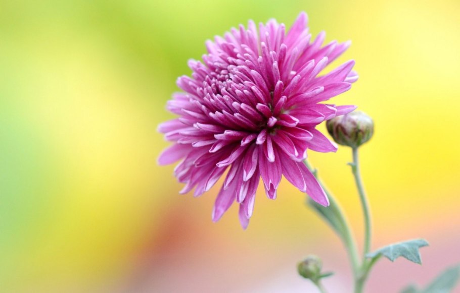 Нежные астры