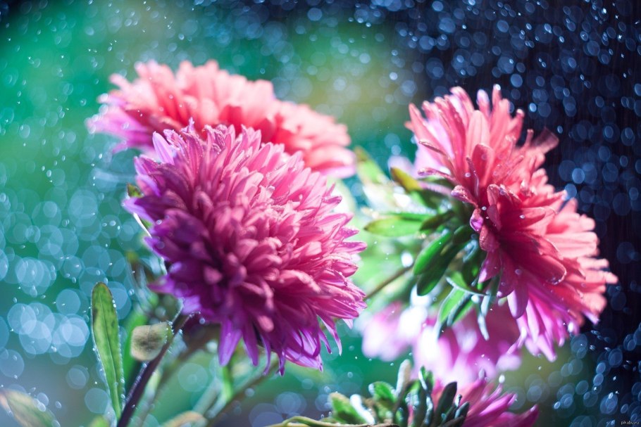 Фон астры цветы