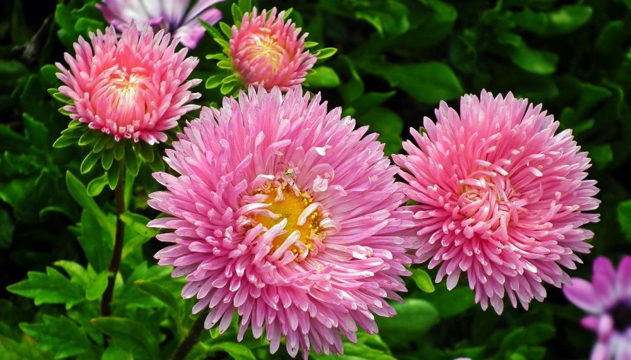 Астра Хризантелла Сакура