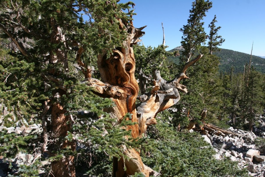 Секвойя Возраст