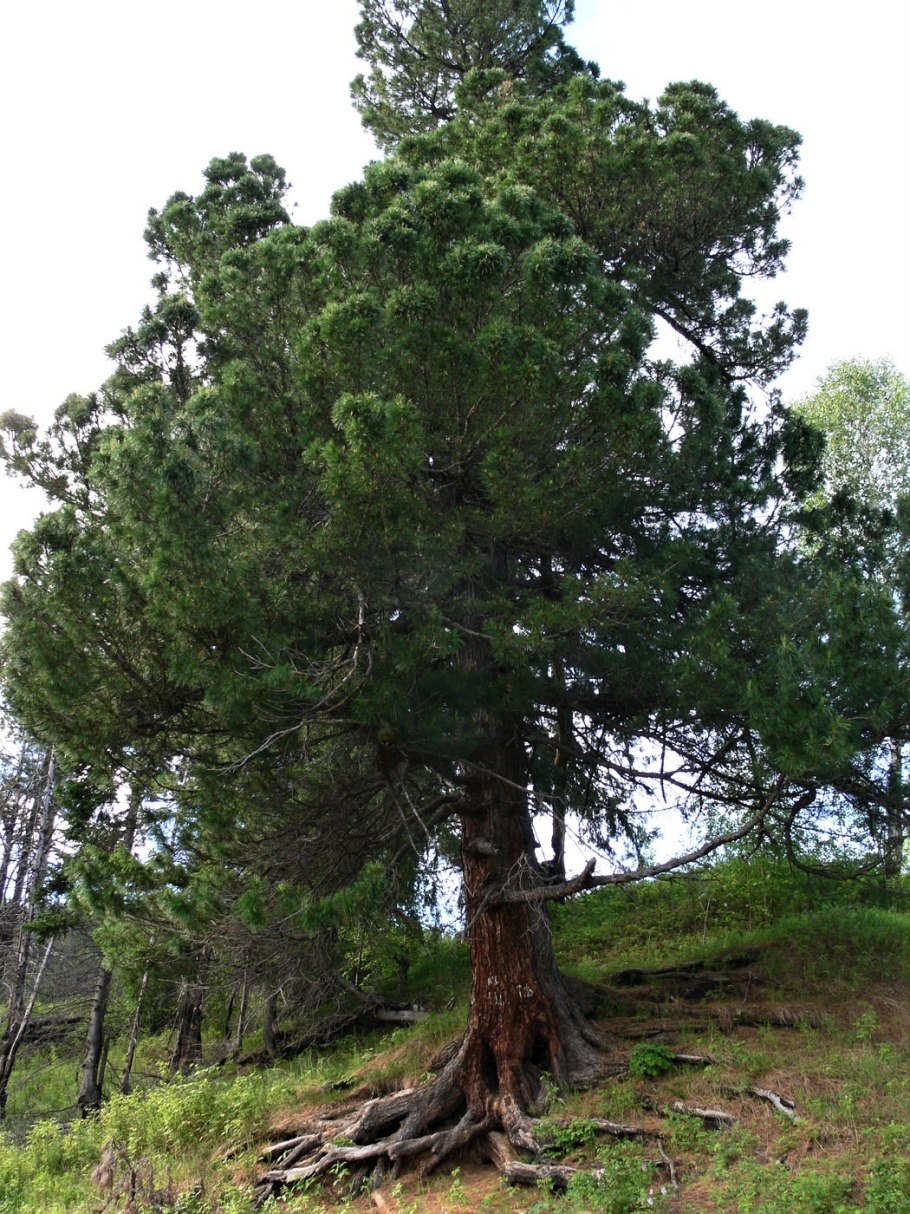 Могучий Сибирский кедр