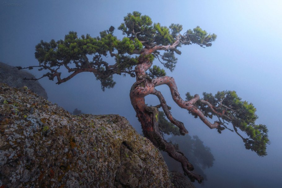 Сосна Демерджи Даниил Коржонов