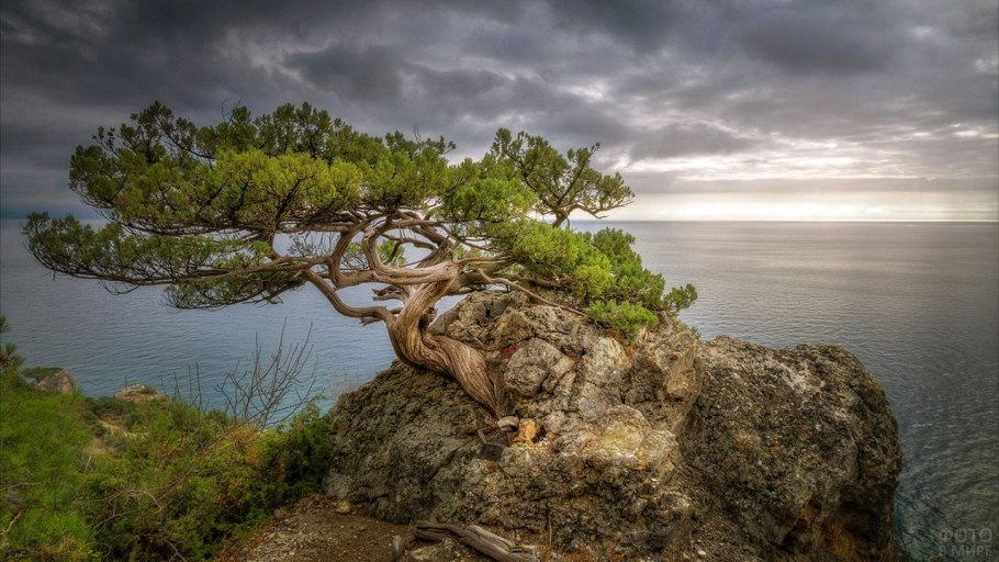 Дерево гаргад