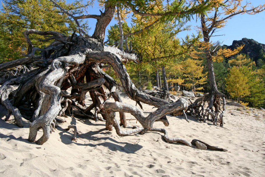 Алтайский кедр дерево