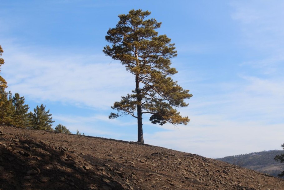 Старая сосна