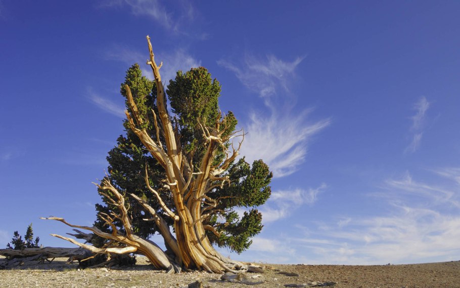 Бордигера сосны