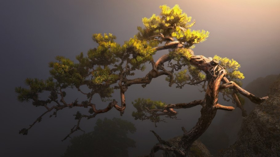 Сосны Bristlecone