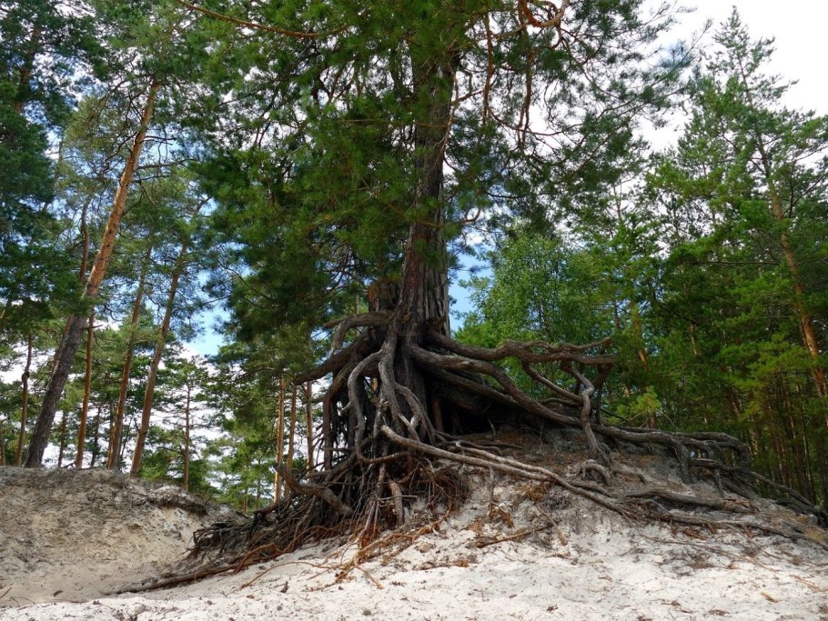 Ходульные деревья на Байкале