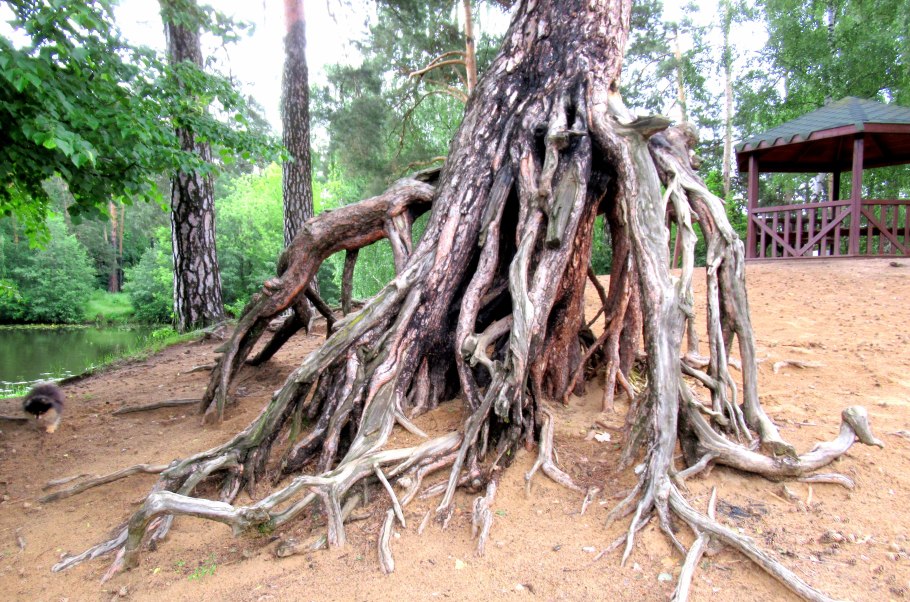 Сосновый Бор Псковская область