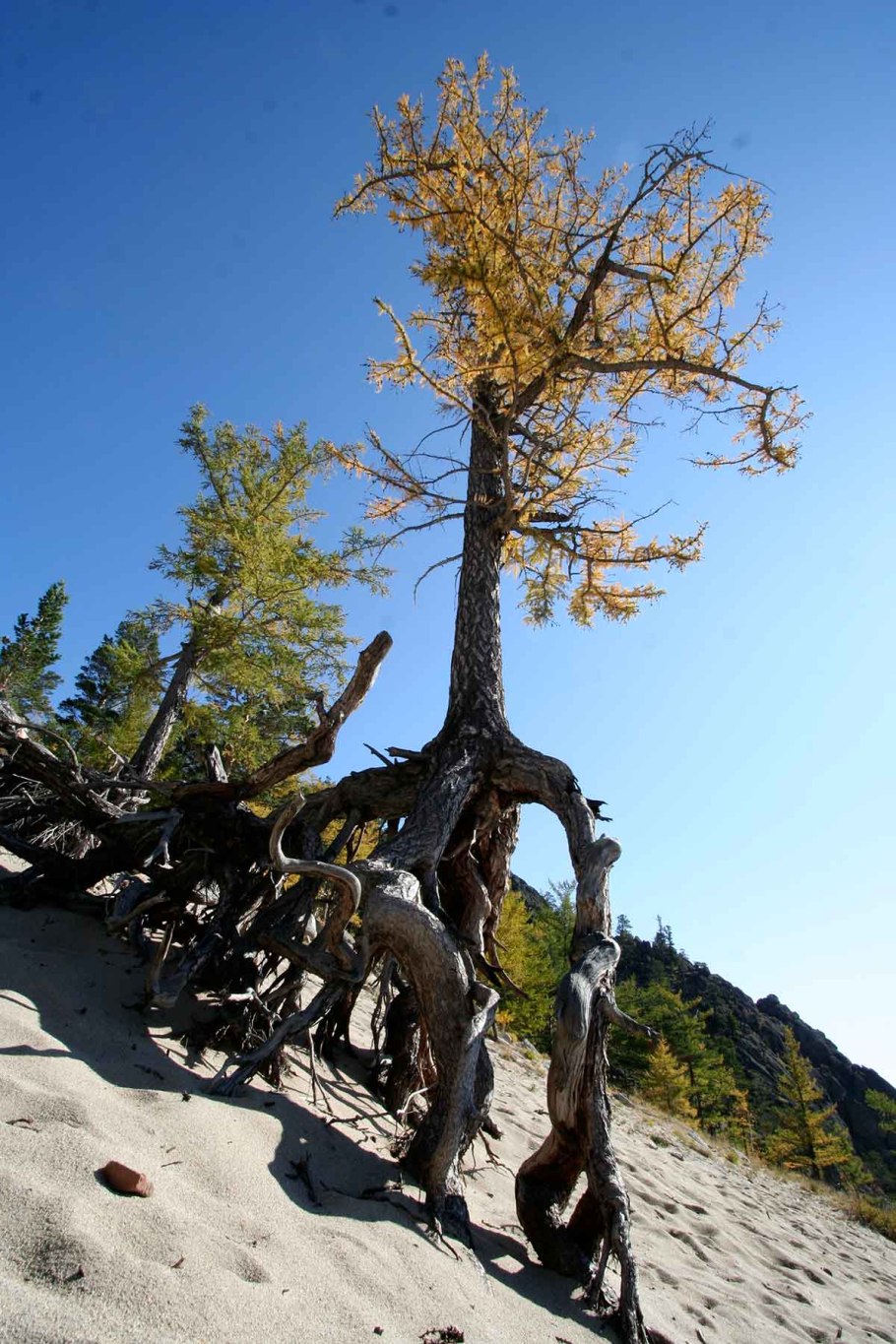 Амхалабраха дерево