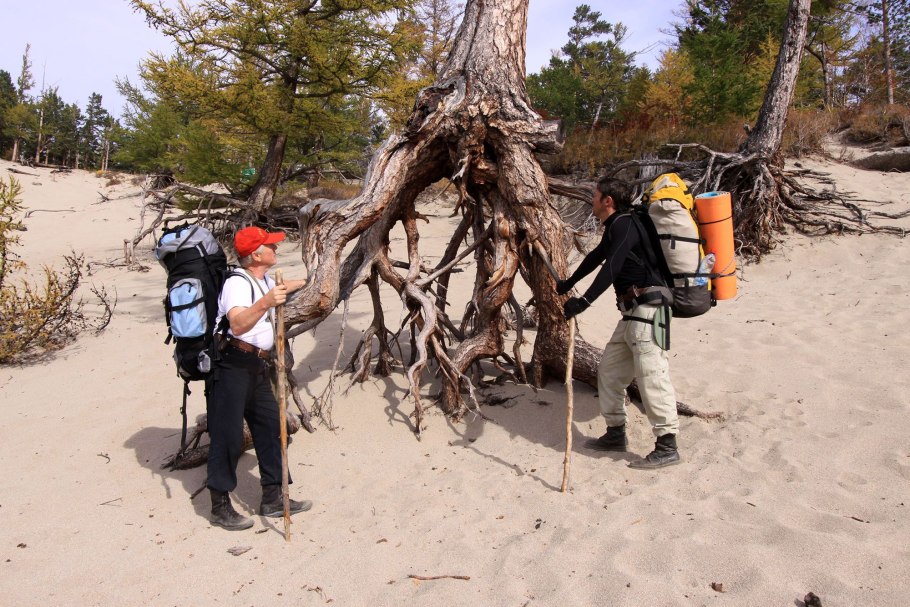 Ходульные деревья на Байкале