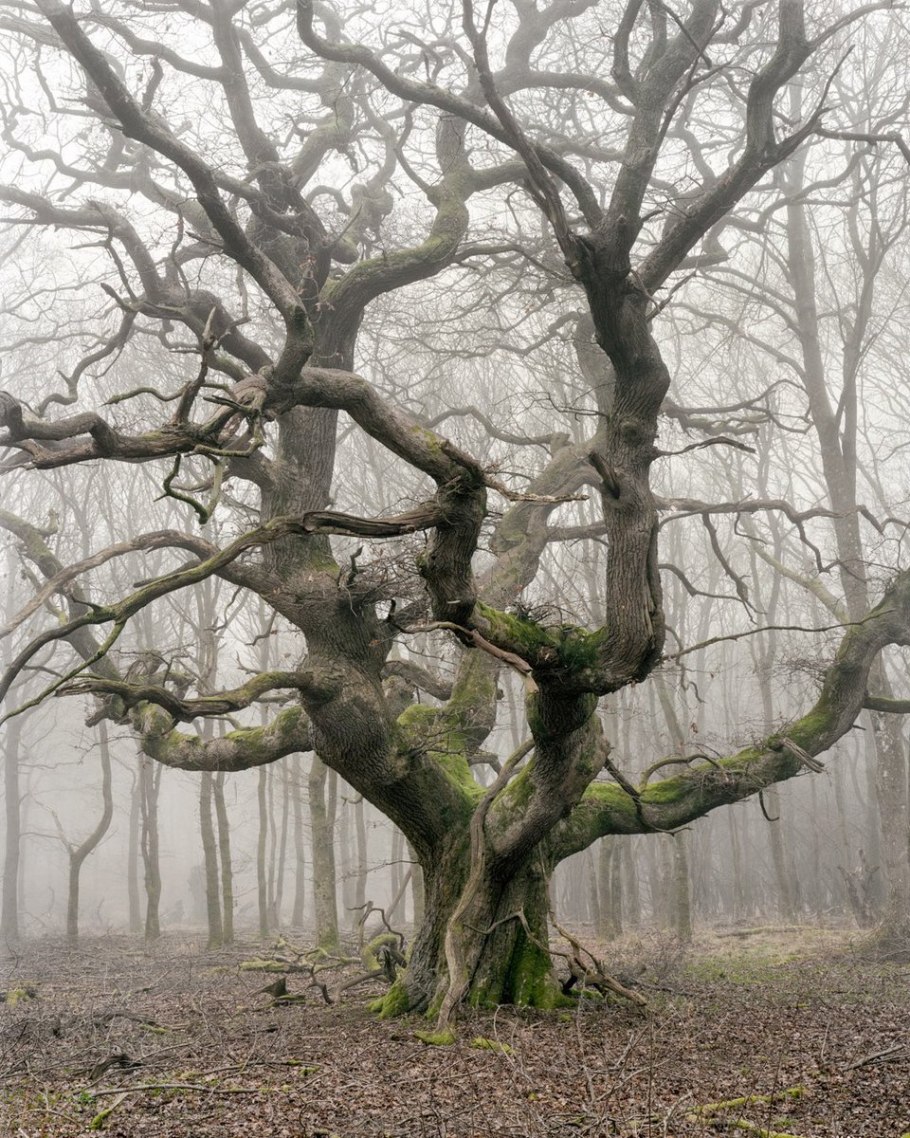 Беневентский дуб.