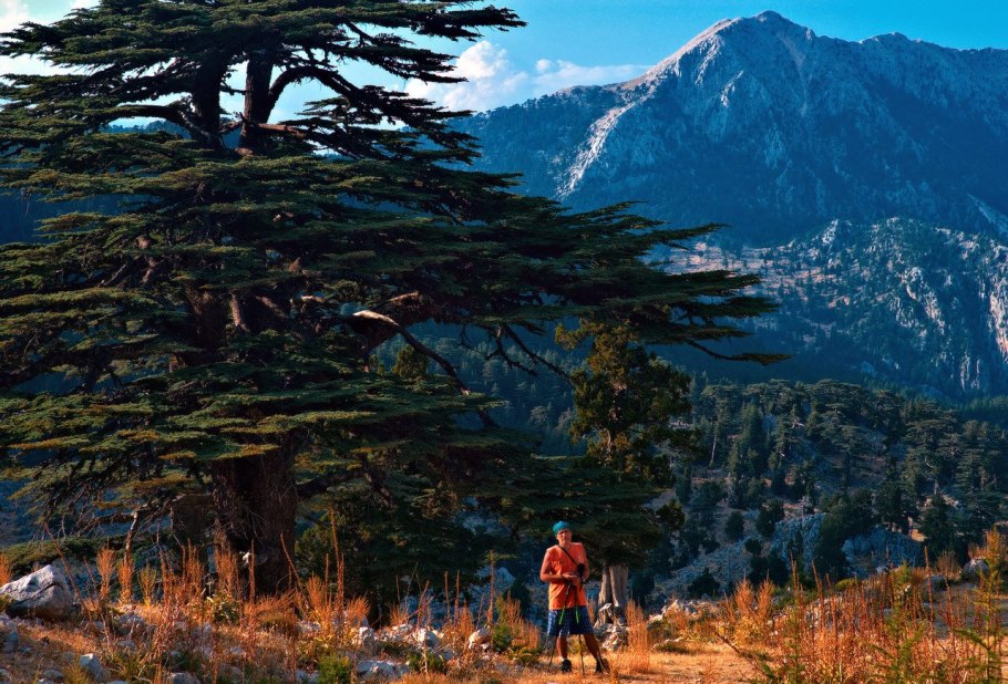 Срастание корней деревьев