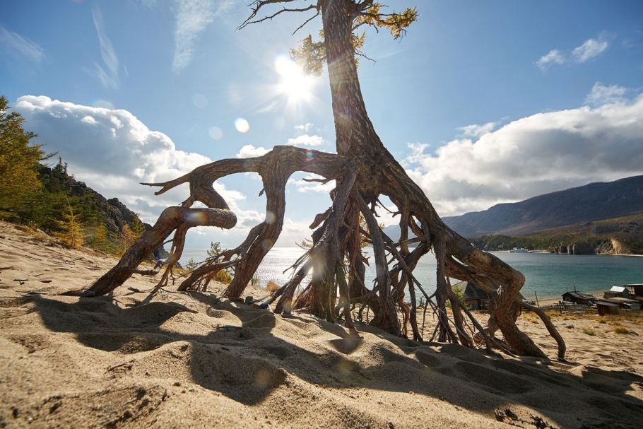 Сосна остистая межгорная Мафусаил