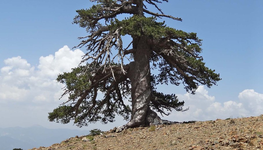 Баньян корневая система