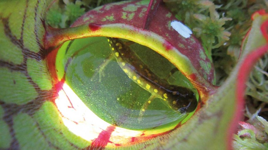 Саррацения и Муха