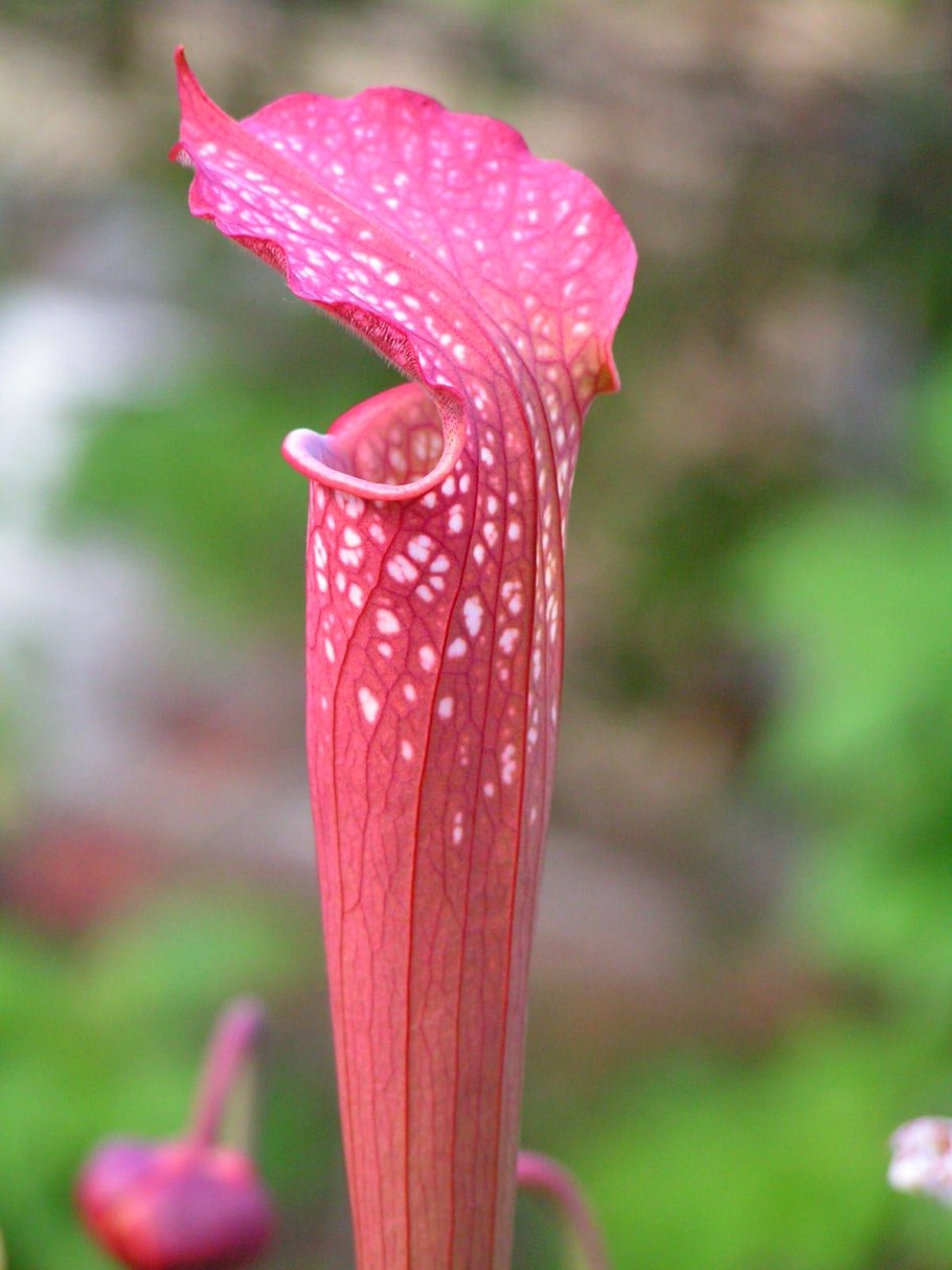 Саррацения (Sarracenia)
