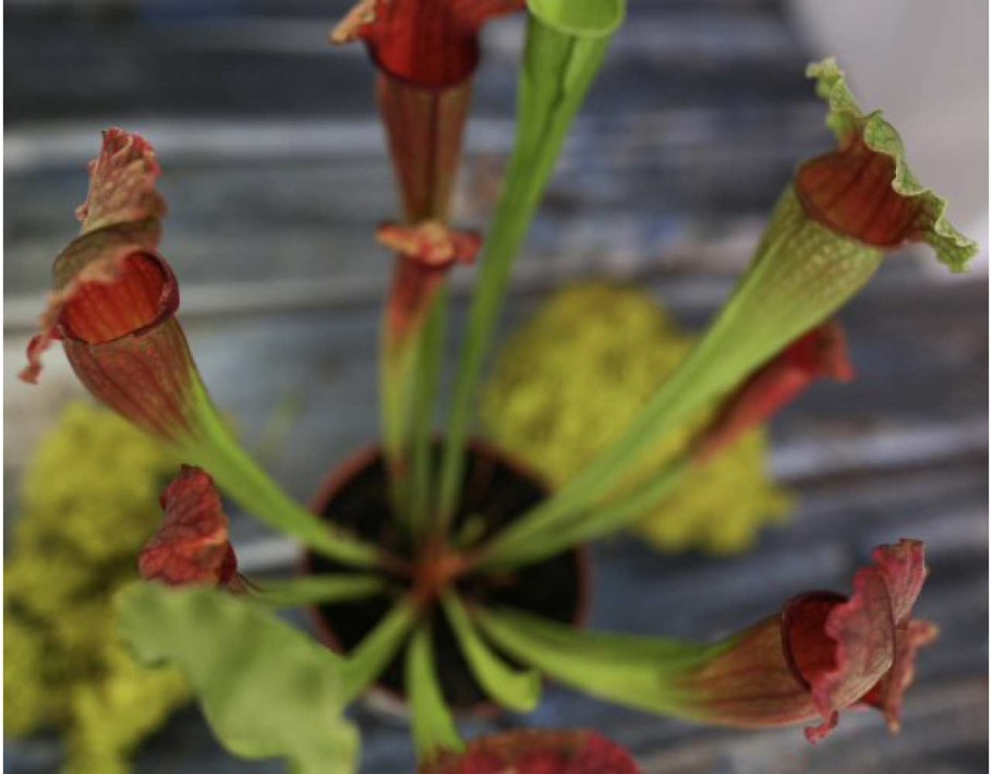 Мухоловка саррацения Фиона