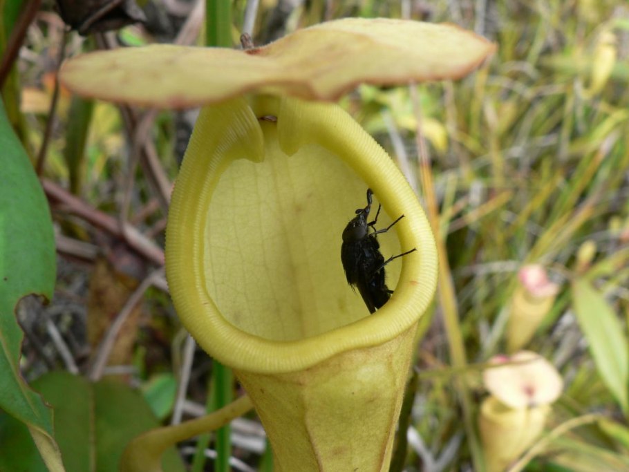 Саррацения ГОРОЛЮБИВАЯ
