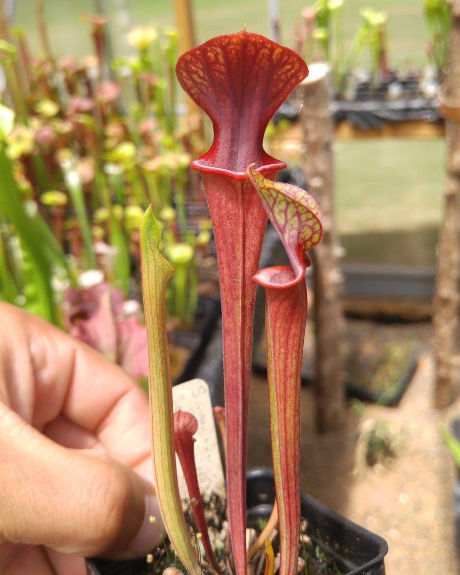 Мухоловка саррацения