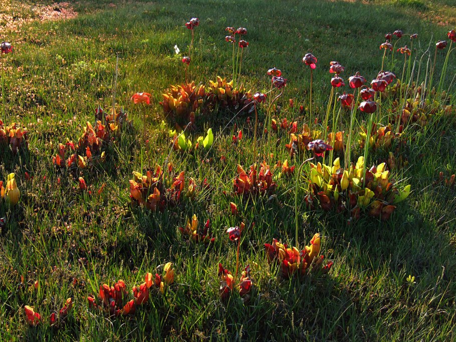 Саррацения пурпурная