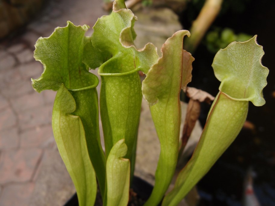 Саррацения ГОРОЛЮБИВАЯ