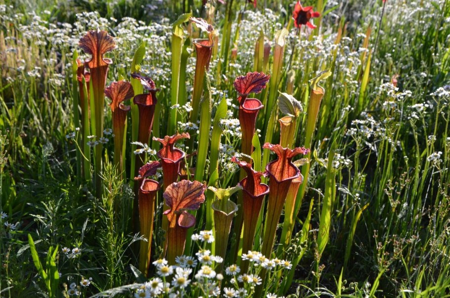 Саррацения (Sarracenia)
