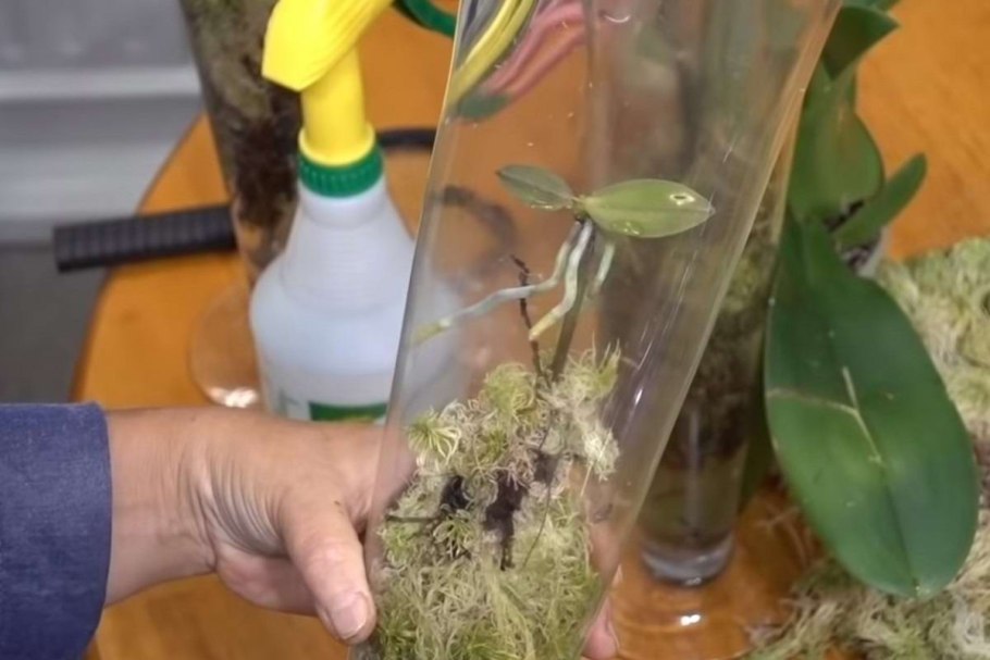 Черенкование орхидеи цветоносом