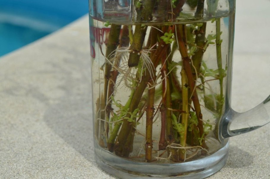 Лапчатка кустарниковая размножение черенками летом