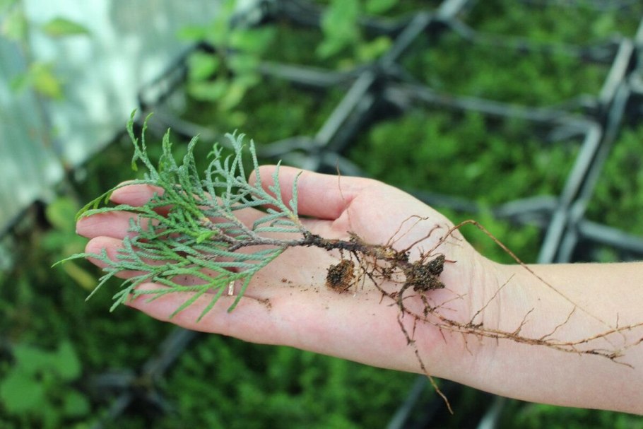 Туя Западная размножается