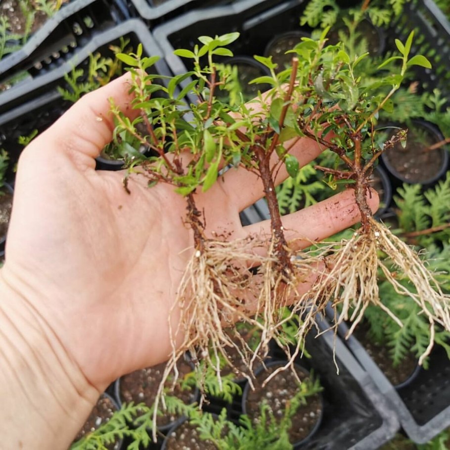 Тсуга канадская черенкование