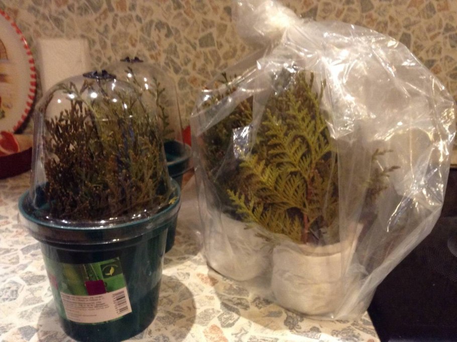 Черенки туи в улитке итог