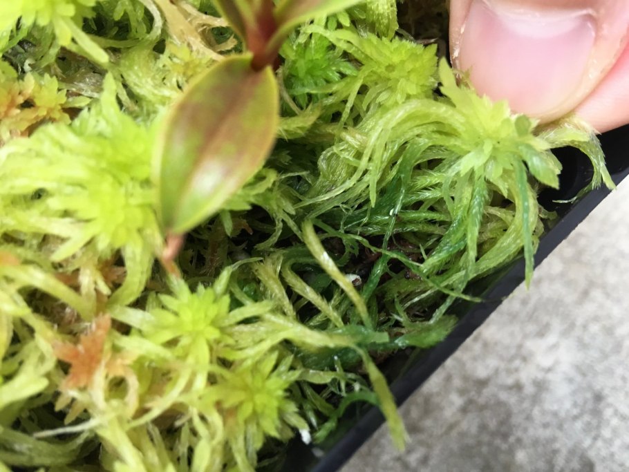 Жизненные циклы мха Кукушкин лен и папоротника