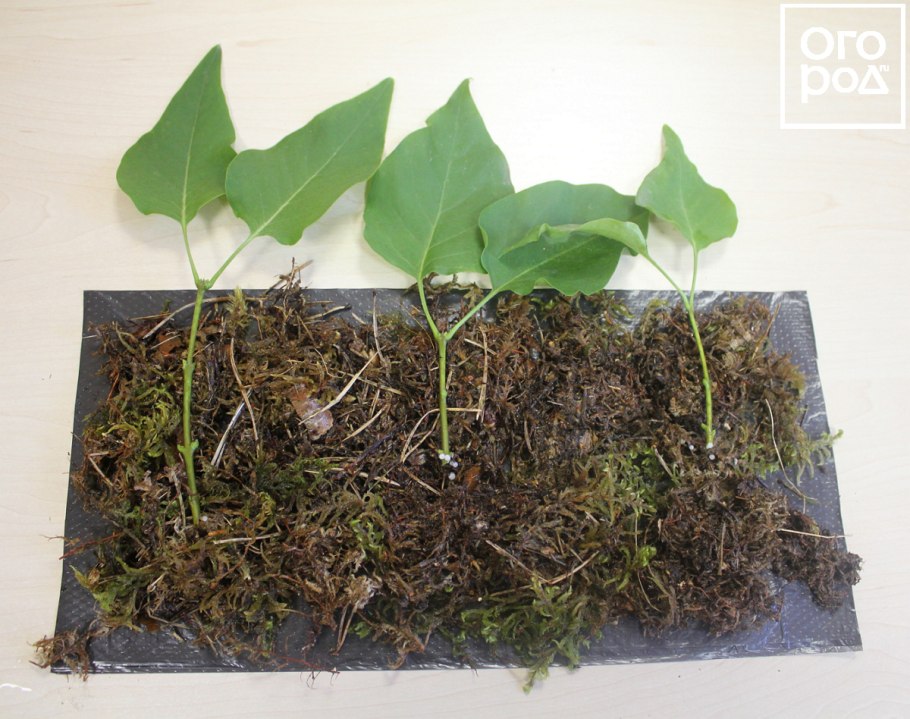 Черенкование сирени