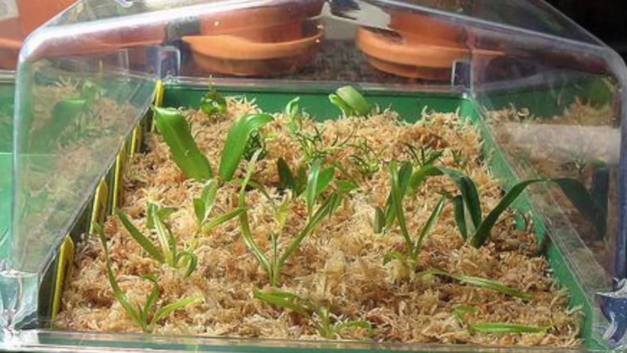 Черенкуем можжевельник