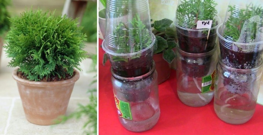 Черенкование можжевельника туи