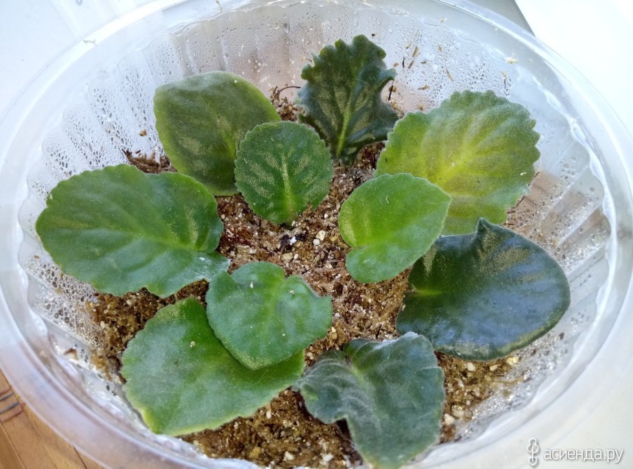 Черенки туи Смарагд