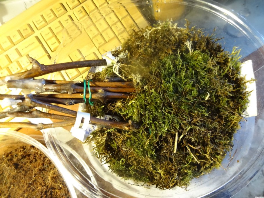 Мох сфагнум для черенков туи