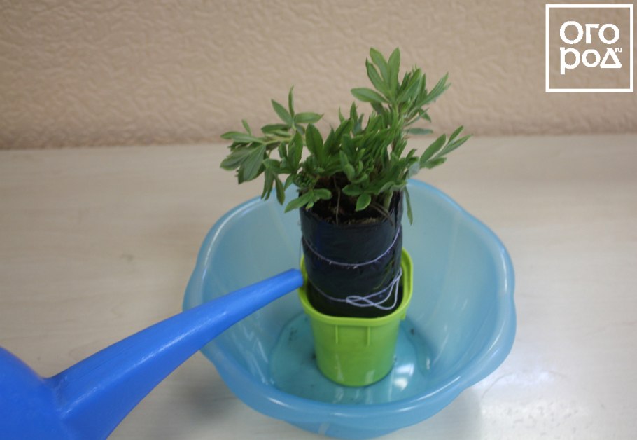 Сеянцы туи Смарагд