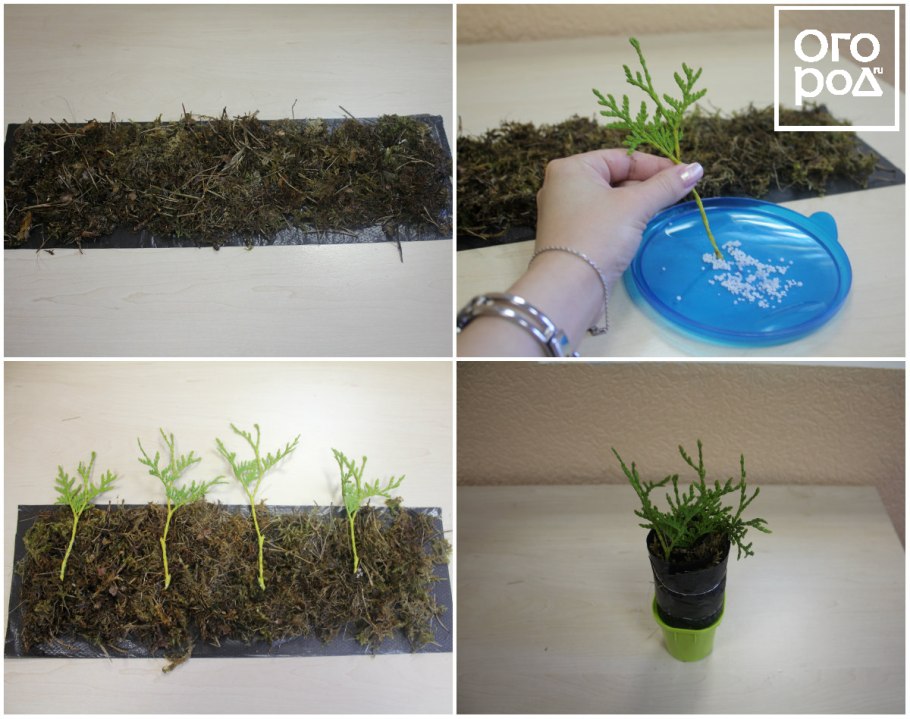 Укоренение черенков туи