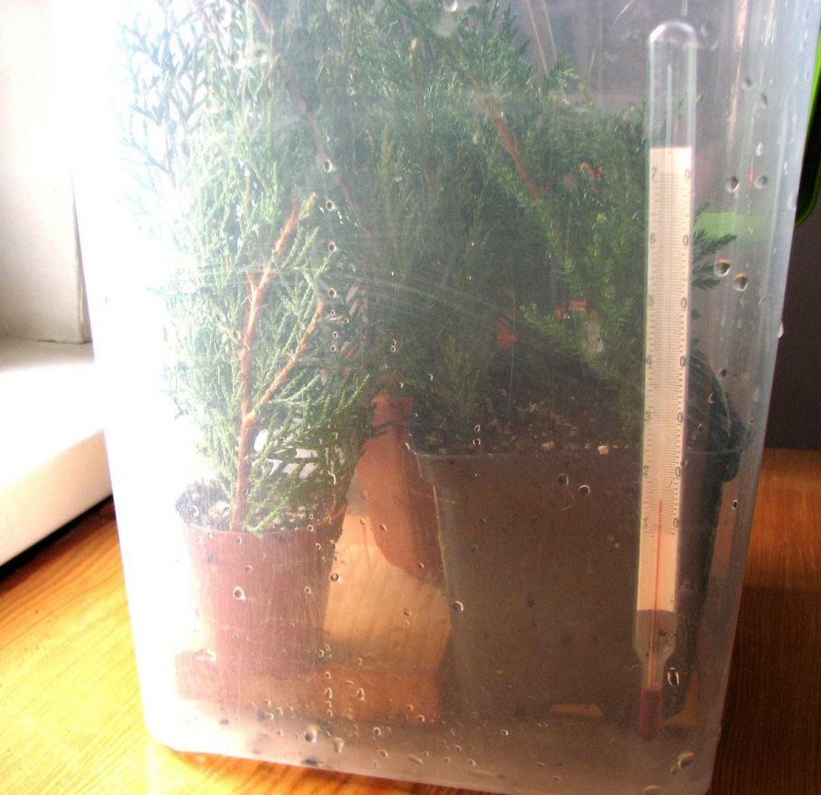 Царства растений таблица