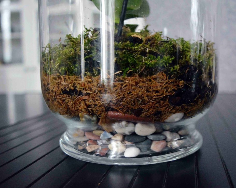 Черенкование туи