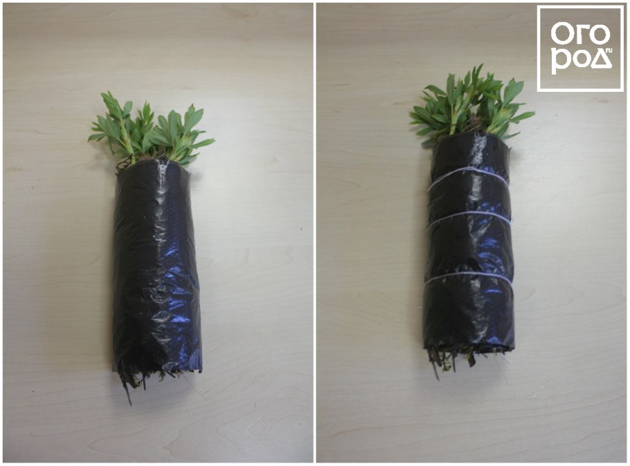 Как укоренить черенки в сфагнуме