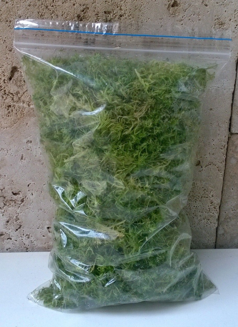 Мох сфагнум для черенков туи