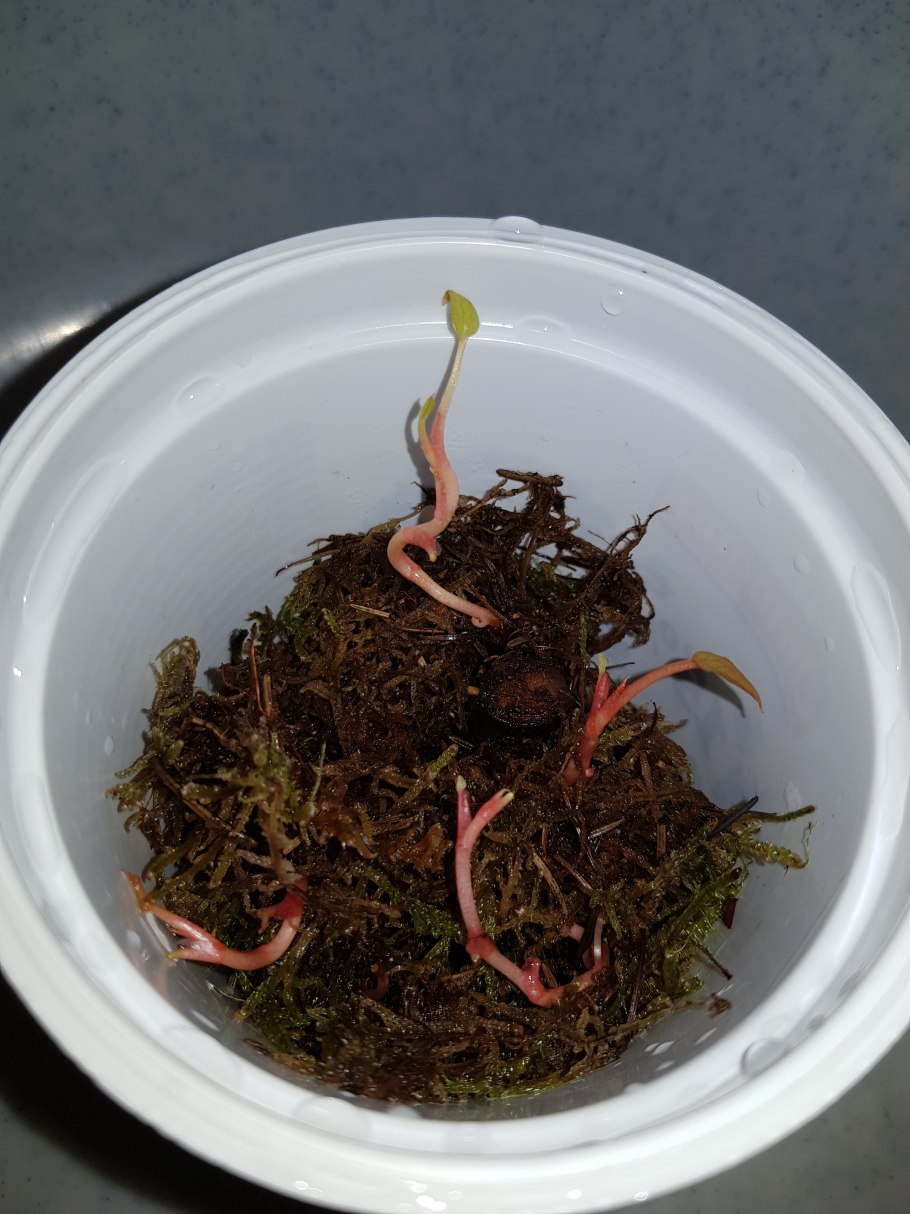 Ива размножается черенками