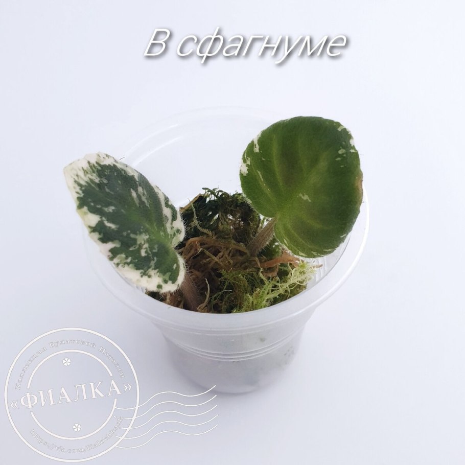 Мох сфагнум для орхидей