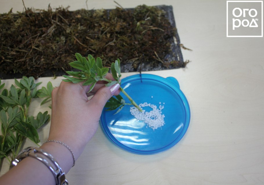 Черенкование кипарисовика