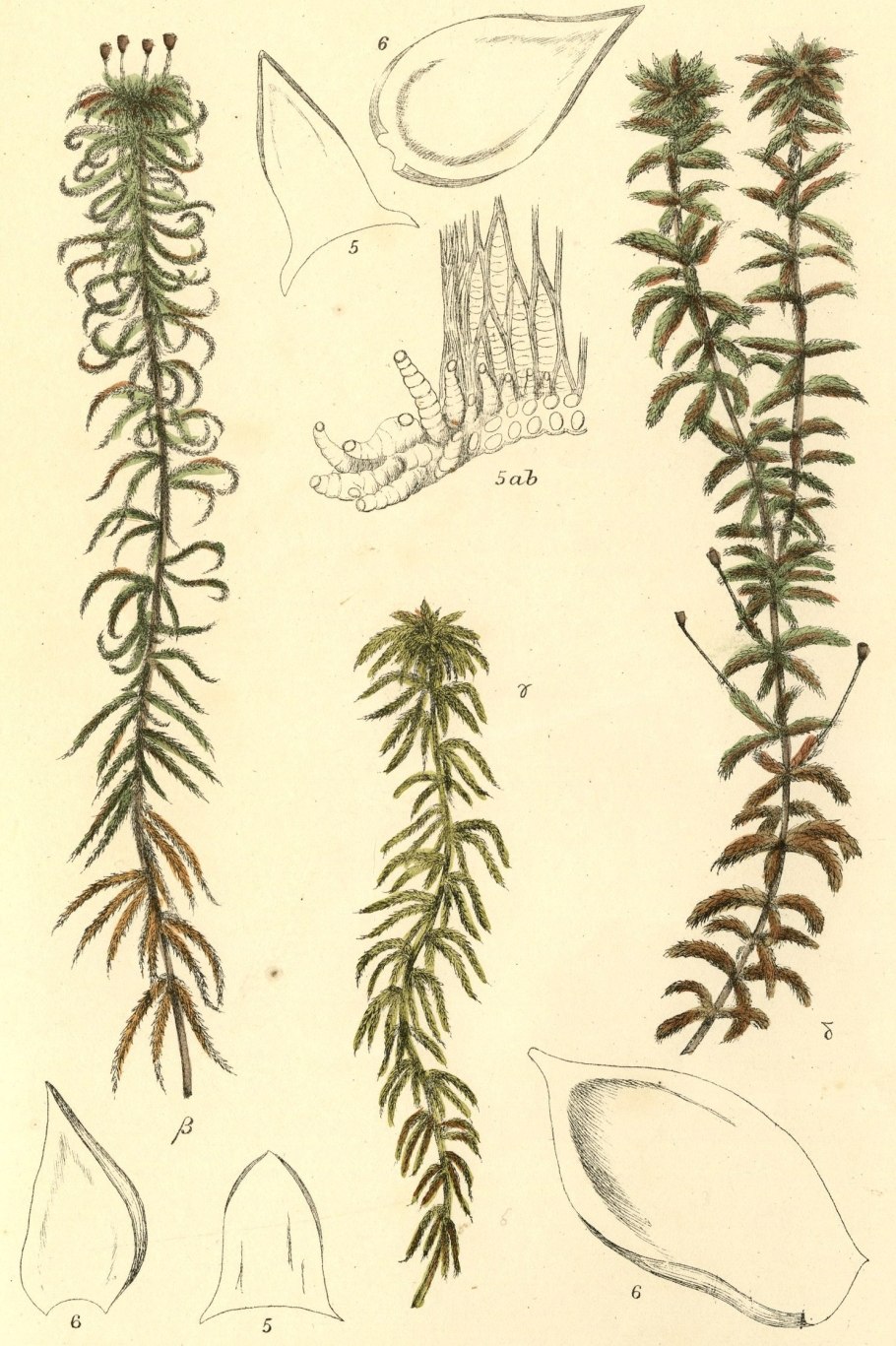 Окулировка роз на шиповник летом