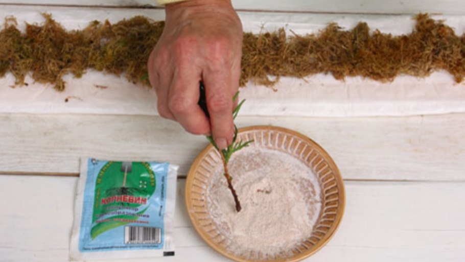 Антуриум в сфагнуме